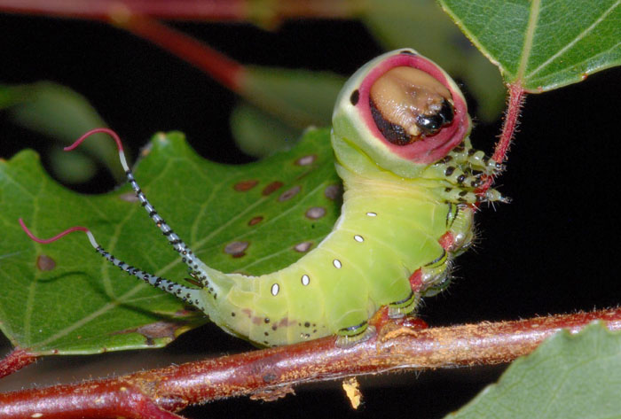 Bruco di Cerura vinula juv.?